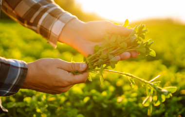 ТОП - 5 гербіцидів на люцерну ТОП - 5 гербіцидів на люцерну
