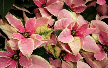 Водорозчинні добрива ICL Водорозчинні добрива ICL