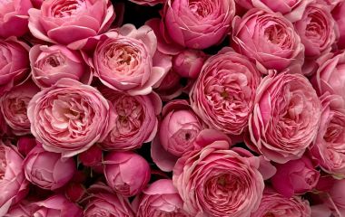 Що робити, коли троянди хворіють? Що робити, коли троянди хворіють?