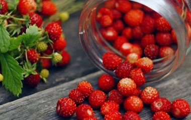 Система захисту суниці від Syngenta Система захисту суниці від Syngenta