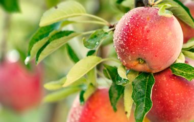 ТОП - 10 препаратів на яблуню від парші