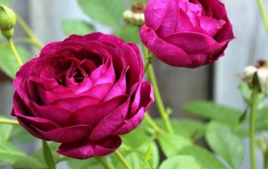 Як професійно підживлювати троянди? Як професійно підживлювати троянди?