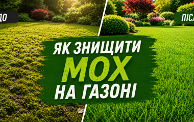 Як знищити мох на газоні?