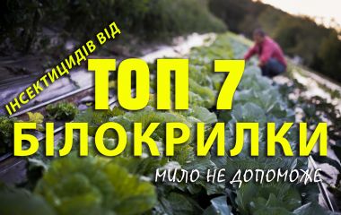ТОП - 7 інсектицидів від білокрилки ТОП - 7 інсектицидів від білокрилки