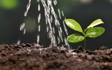 Біостимулятори на основі амінокислот: навіщо та коли застосовувати Біостимулятори на основі амінокислот: навіщо та коли застосовувати