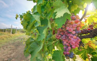 ТОП - 8 препаратів для захисту винограду від хвороб? ТОП - 8 препаратів для захисту винограду від хвороб?