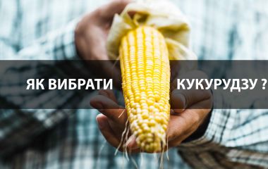 Як вибрати гібрид кукурудзи? Як вибрати гібрид кукурудзи?