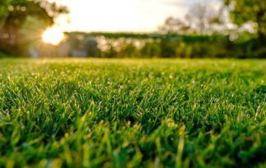 ТОП - 10 кращих газонів для сонячних ділянок ТОП - 10 кращих газонів для сонячних ділянок