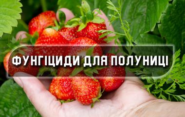 Які фунгіциди краще використовувати для полуниці? Які фунгіциди краще використовувати для полуниці?