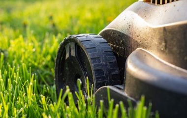 Схема захисту газону від бур'янів, хвороб та шкідників