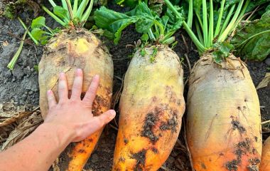 Який кормовий буряк найкращий? Який кормовий буряк найкращий?