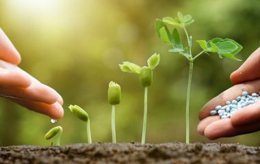 Яке добриво ICL обрати: Peters чи Universol? Яке добриво ICL обрати: Peters чи Universol?