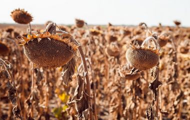 Чому десиканти працюють по-різному? Чому десиканти працюють по-різному?
