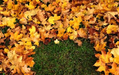 Як доглядати газон восени? Як доглядати газон восени?