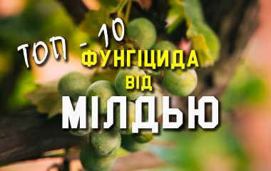 ТОП - 10 фунгіцидів від мілдью на винограді