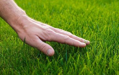 ТОП - 10 кращих низькорослих газонних трав ТОП - 10 кращих низькорослих газонних трав