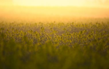 Рекомендації щодо посіву ріпаку від DSV