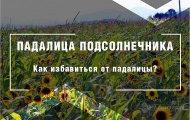 Падалиця соняшника: чим прибрати падалицю? Падалиця соняшника: чим прибрати падалицю?