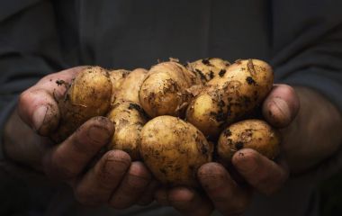Рекомендації щодо вирощування картоплі Рекомендації щодо вирощування картоплі