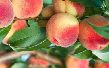Ефективний захист персика від хвороб та шкідників (схема захисту)