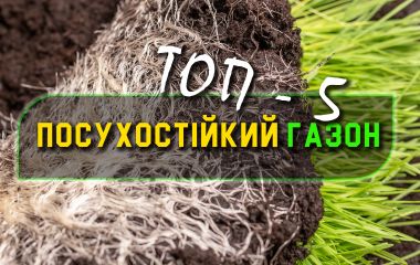 ТОП - 5 посухостійких газонів, які не вимагають частого поливу ТОП - 5 посухостійких газонів, які не вимагають частого поливу