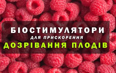ТОП - 4 біостимуляторів для прискорення дозрівання плодів ТОП - 4 біостимуляторів для прискорення дозрівання плодів