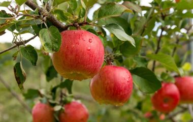 Схема захисту яблуневого саду