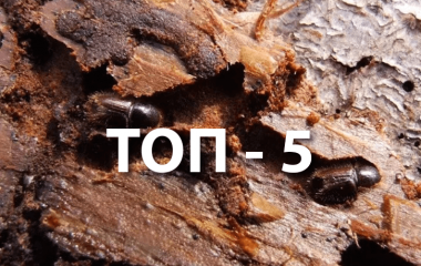 Топ 5 препаратів від стовбурових шкідників Топ 5 препаратів від стовбурових шкідників