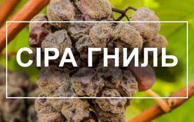 ТОП 5 фунгіцидів від сірої гнилі ТОП 5 фунгіцидів від сірої гнилі