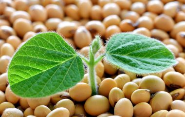 Бактеріальний опік сої: симптоми, причини та наслідки