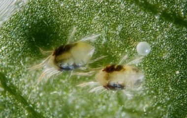 Павутинний кліщ на сої Павутинний кліщ на сої