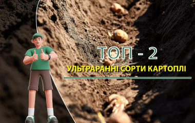 ТОП - 2 ультраранні сорти картоплі ТОП - 2 ультраранні сорти картоплі