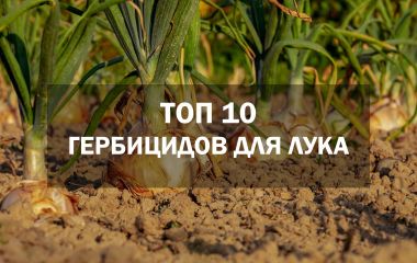 ТОП 10 гербцідів для цибулі ТОП 10 гербцідів для цибулі