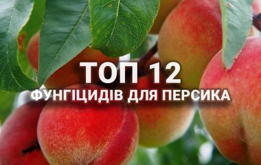 ТОП 12 фунгіцидів для персика ТОП 12 фунгіцидів для персика