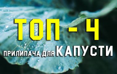 ТОП - 4 ефективних прилипачів для капусти ТОП - 4 ефективних прилипачів для капусти
