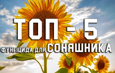 ТОП - 5 кращих фунгіцидів для соняшника ТОП - 5 кращих фунгіцидів для соняшника