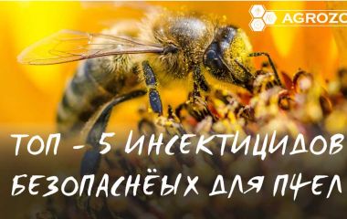 ТОП 5 Безпечних інсектицидів для бджіл ТОП 5 Безпечних інсектицидів для бджіл