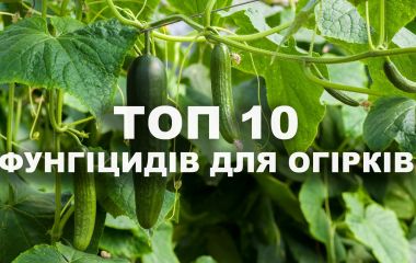 ТОП 10 кращих фунгіцидів для огірків ТОП 10 кращих фунгіцидів для огірків