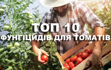 ТОП 10 кращих фунгіцидів для томатів ТОП 10 кращих фунгіцидів для томатів