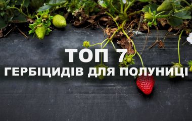 ТОП 7 кращих гербіцидів для полуниці ТОП 7 кращих гербіцидів для полуниці