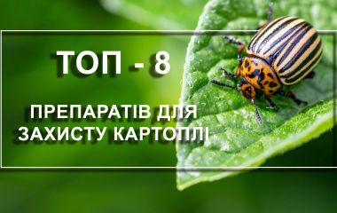 ТОП - 8 інсектицидів від колорадського жука ТОП - 8 інсектицидів від колорадського жука