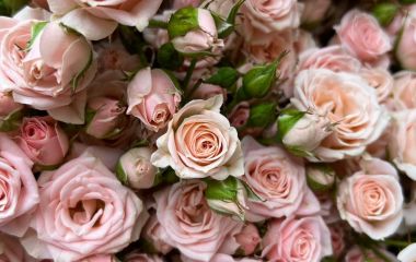 Схема захисту троянд