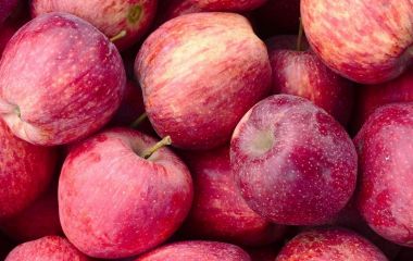 Хвороби і шкідники яблуні та препарати для боротьби з ними Хвороби і шкідники яблуні та препарати для боротьби з ними