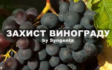 Система захисту винограду препаратами компанії Syngenta Система захисту винограду препаратами компанії Syngenta