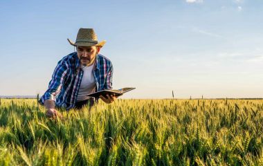 Які основні елементи живлення озимої пшениці? Які основні елементи живлення озимої пшениці?