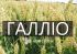 Озимая пшеница Галлио Probstdorfer Saatzucht - 1 т