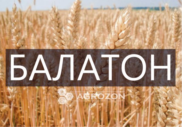 Озимая пшеница Балатон Probstdorfer Saatzucht - 1 т