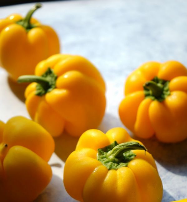 Перець Іланга F1 (Насіння) Rijk Zwaan - 1000 шт