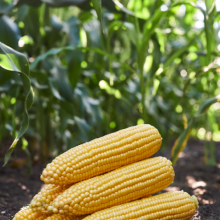 Кукурудза GSS 3071 F1 (Насіння) Syngenta - 100 000 шт