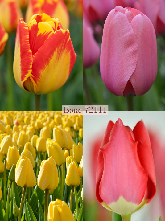 Бокс тюльпанів 72111 Holland Bulb Market - 400 цибулин